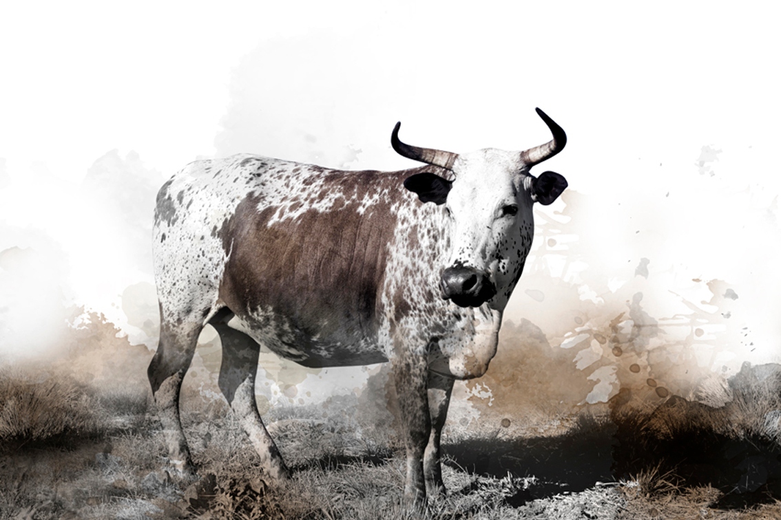 nguni-cow-a-traditional-breed-of-cattle-for-the-african-stock-farmers