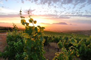 cape-winelands-courtesy-of-wwf-sa-photo-by-tielman-roos-jnr