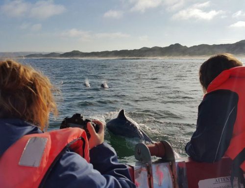 SA’s first boat-based whale-watching study