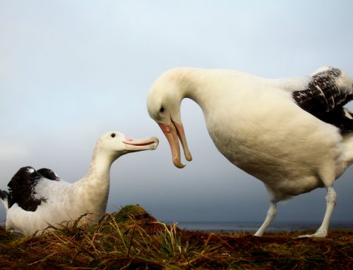 Largest ever Southern Ocean seabird and marine mammal tracking project calls for urgent conservation areas
