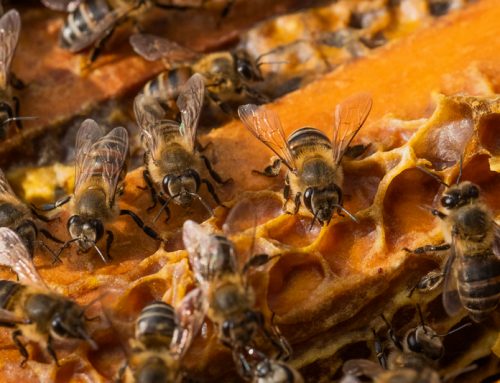 Honeybees are essential for food and job security
