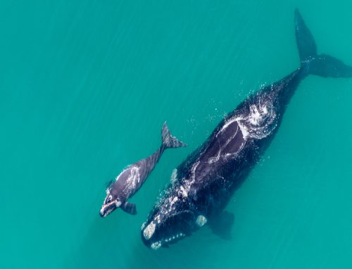 Southern Right whale mothers dropped 23% in body weight